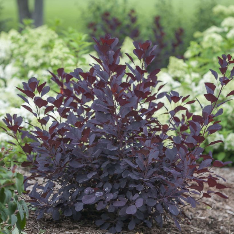 Cotinus coggygria Winecraft Black - Pruikenboom (Plant habit)