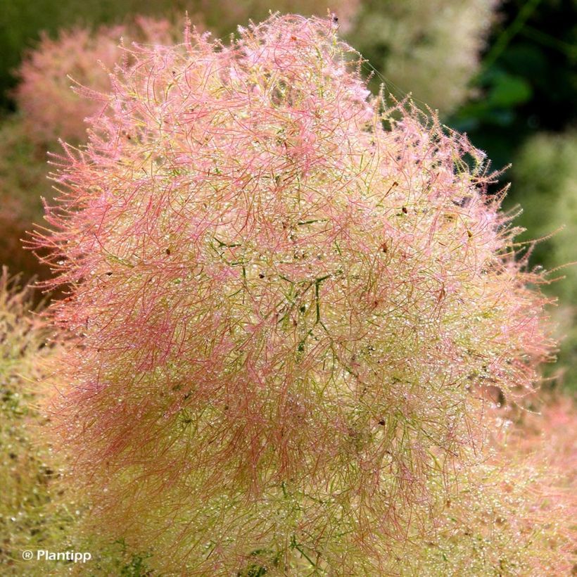 Cotinus coggygria Young Lady - Pruikenboom (Flowering)