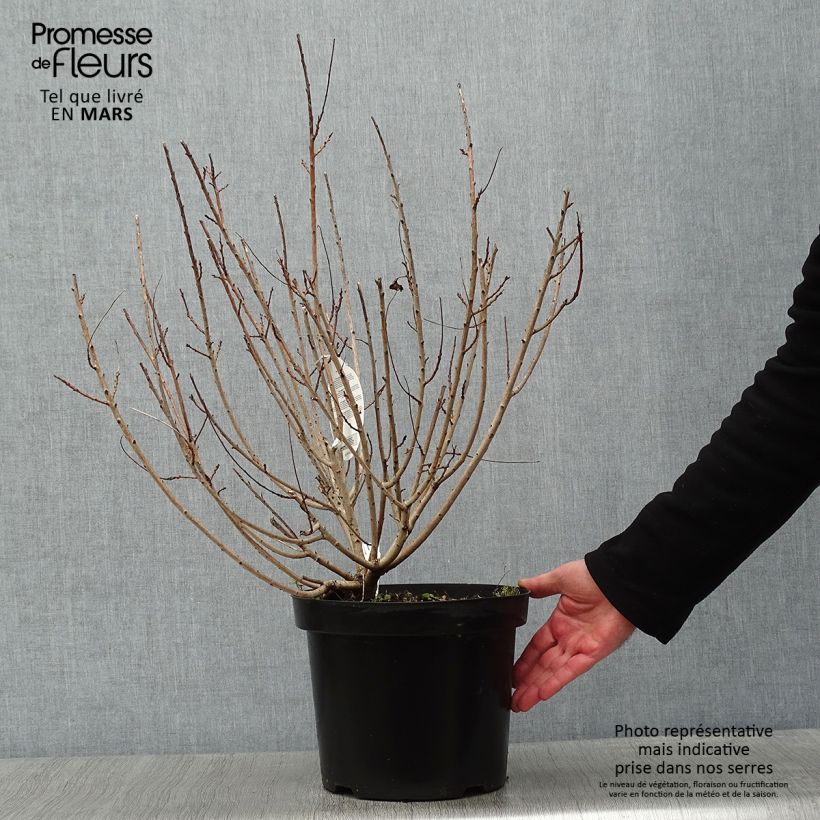 Example of Cotinus coggygria Young Lady - Pruikenboom Pot van 6 l/7 l as you get in hiver