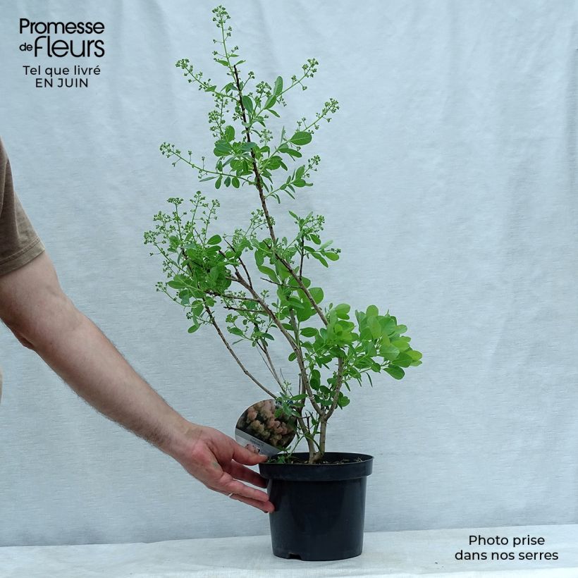 Exemplaar van Cotinus coggygria Young Lady - Pruikenboom Pot van 2 l/3 l zoals geleverd in de zomer