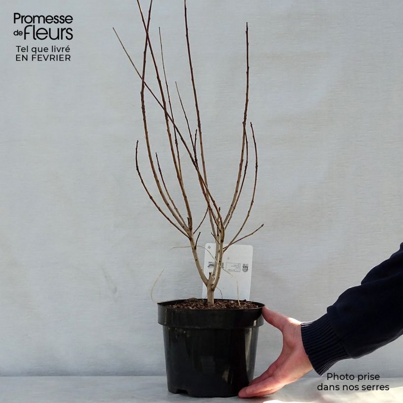 Example of Cotinus coggygria Young Lady - Pruikenboom Pot van 2 l/3 l as you get in hiver