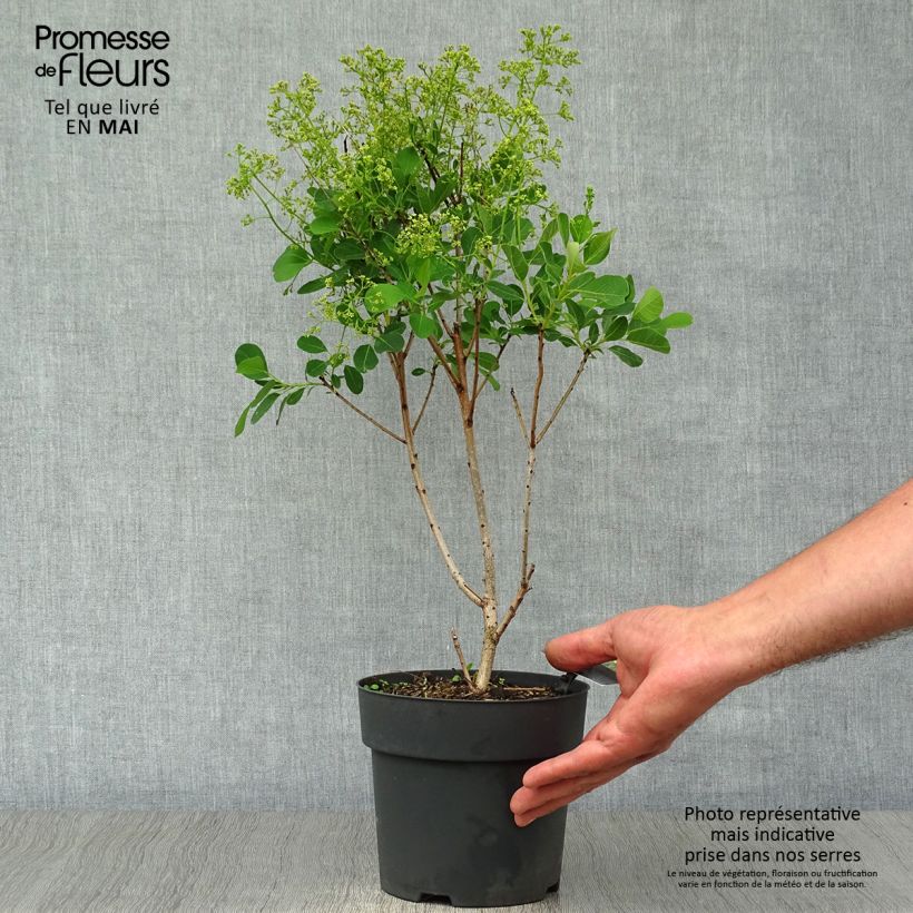 Exemplaar van Cotinus coggygria Young Lady - Pruikenboom Pot van 2 l/3 l zoals geleverd in de lente