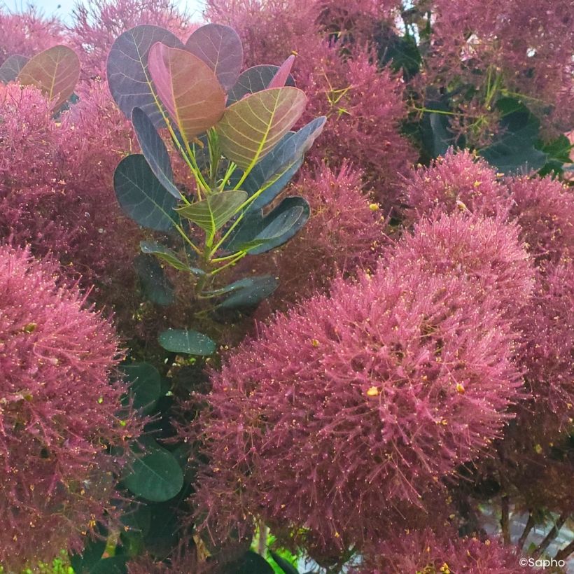 Cotinus coggygria Magical Torch - Pruikenboom (Bloei)