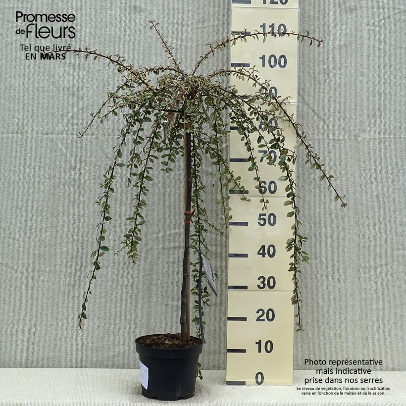 Exemplaar van Cotoneaster suecicus Juliette - Dwergmispel Pot van 4 l/5 l, Stengel zoals geleverd in de lente