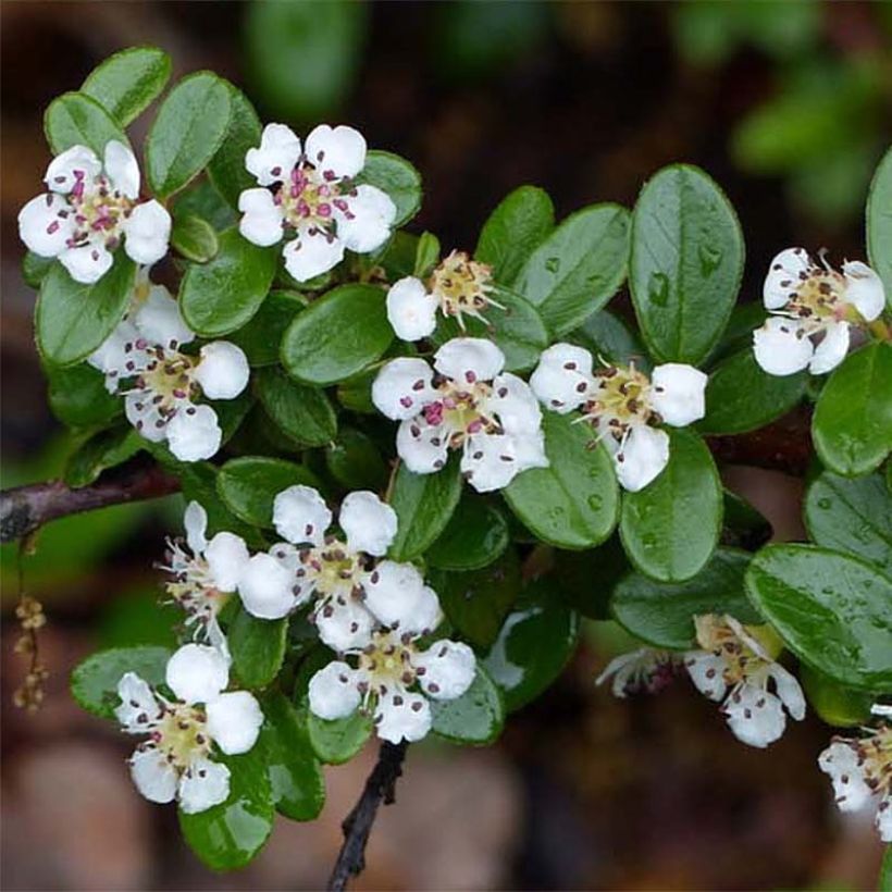 Cotoneaster suecicus Skogholm - Dwergmispel (Flowering)