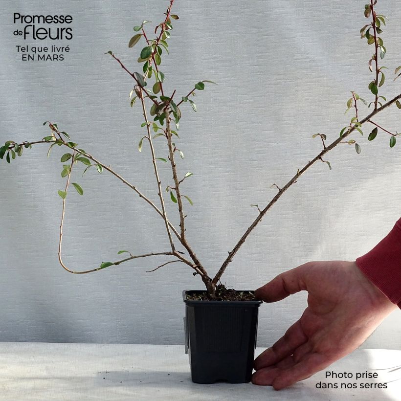 Example of Cotonéaster suecicus Skogholm Pot van 1 l/1,5 l as you get in hiver