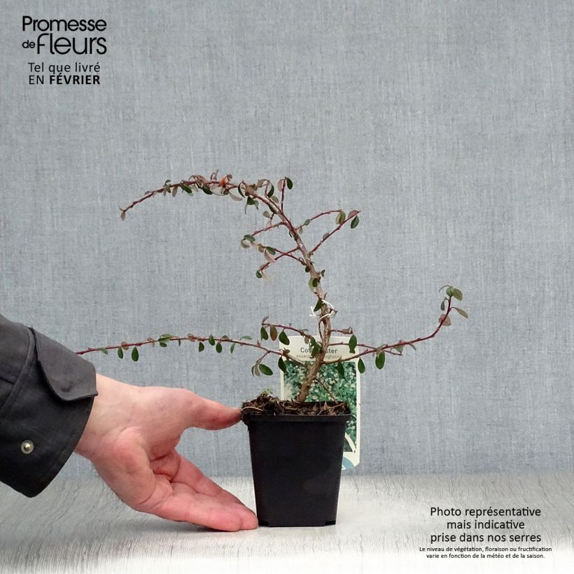 Example of Cotonéaster suecicus Skogholm Kweekpotje van 8/9 cm as you get in hiver