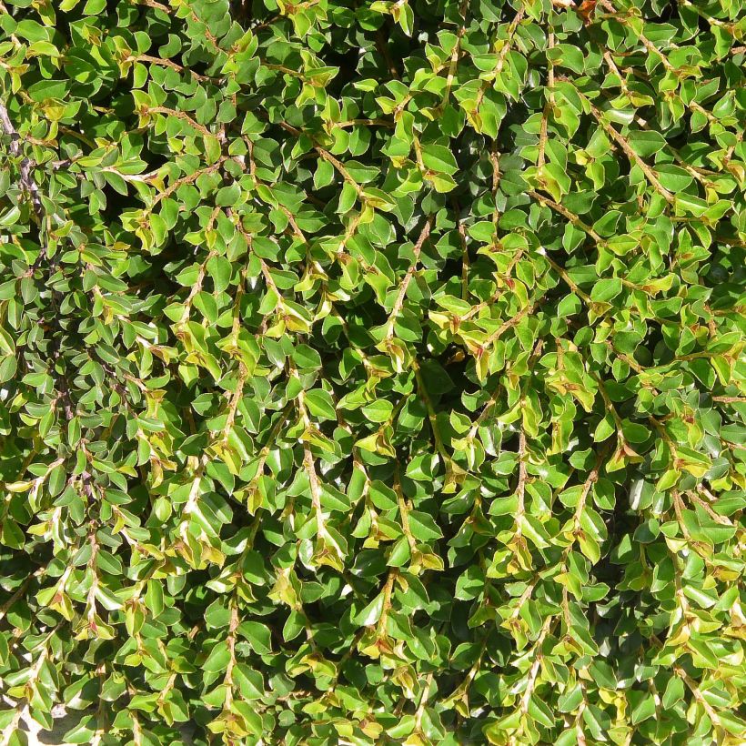 Cotoneaster adpressus - Dwergmispel (Foliage)