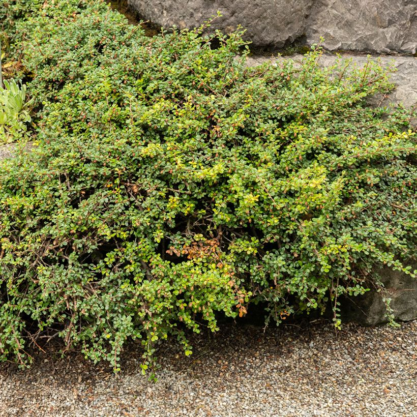 Cotoneaster adpressus - Dwergmispel (Groeiplaats)