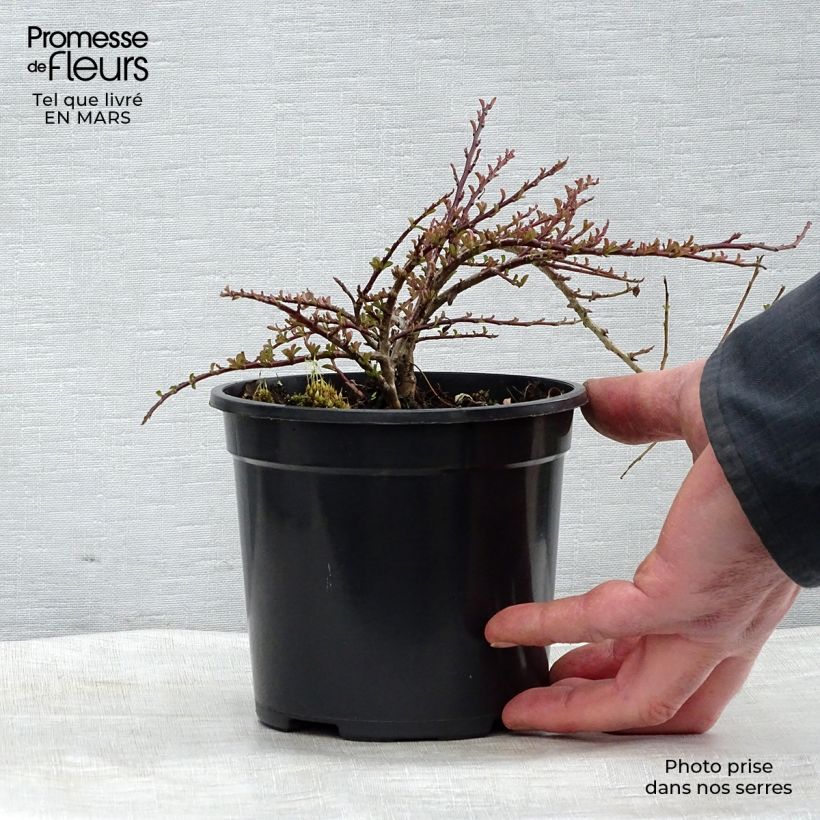 Example of Cotoneaster adpressus - Cotonéaster rampant. Pot van 1,5 l/2 l as you get in hiver