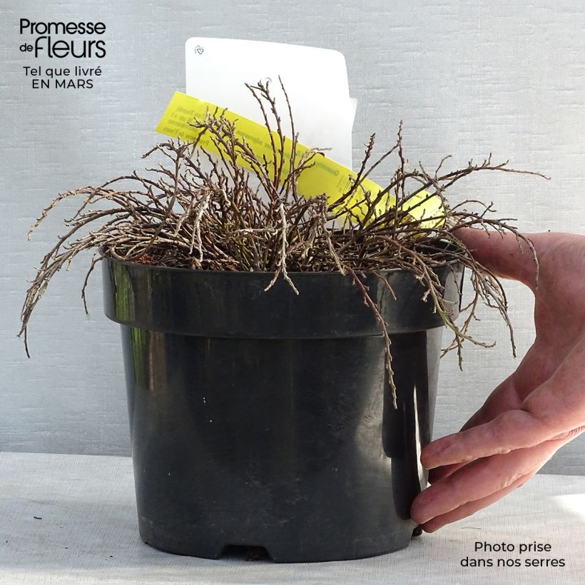 Example of Cotoneaster adpressus Little Gem Pot van 2 l/3 l as you get in hiver