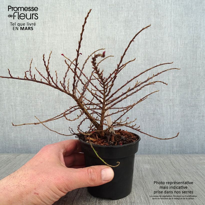 Example of Cotoneaster adpressus Little Gem Pot van 10 cm/11 cm as you get in hiver