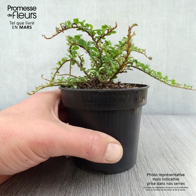 Exemplaar van Cotoneaster adpressus Little Gem - Dwergmispel Pot van 10 cm/11 cm zoals geleverd in de lente