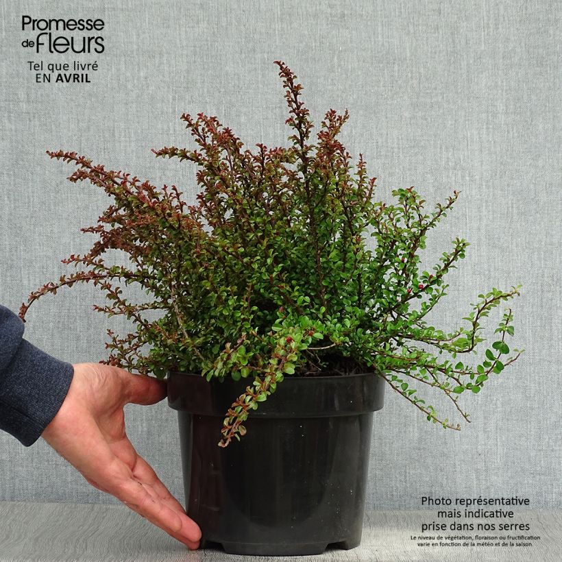 Exemplaar van Cotoneaster adpressus Little Gem - Dwergmispel Pot van 2 l/3 l zoals geleverd in de lente