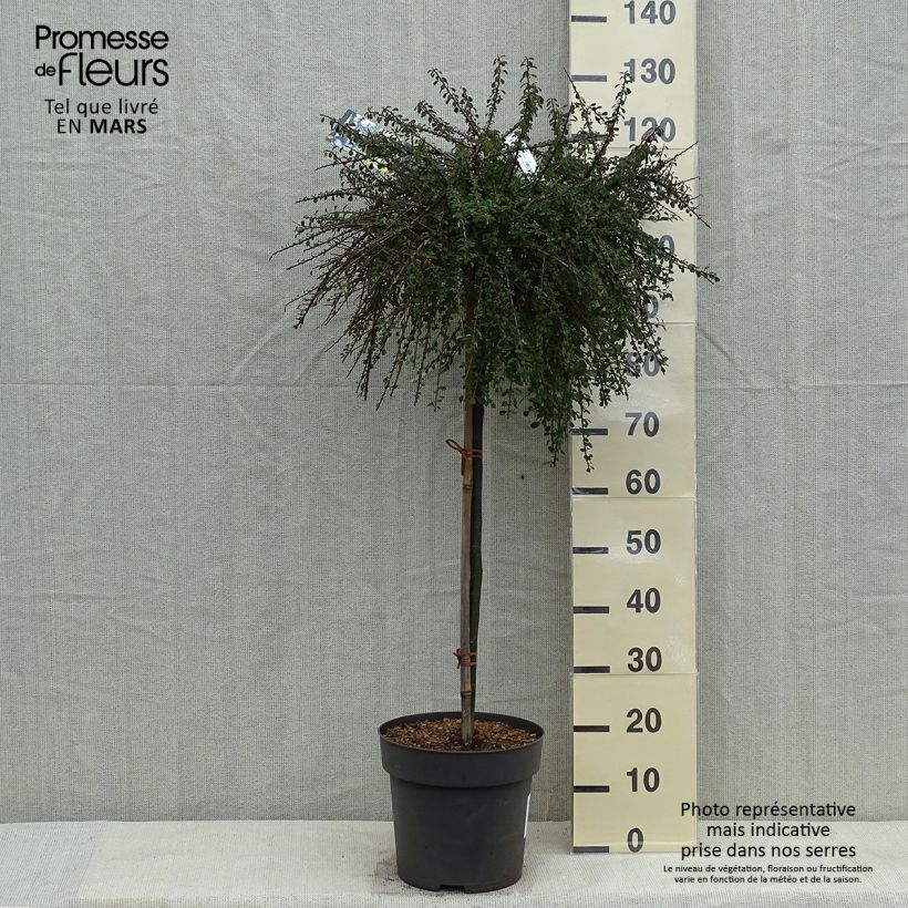 Exemplaar van Cotoneaster congestus - Dwergmispel Pot van 7,5 l/10 l, Stengel zoals geleverd in de lente