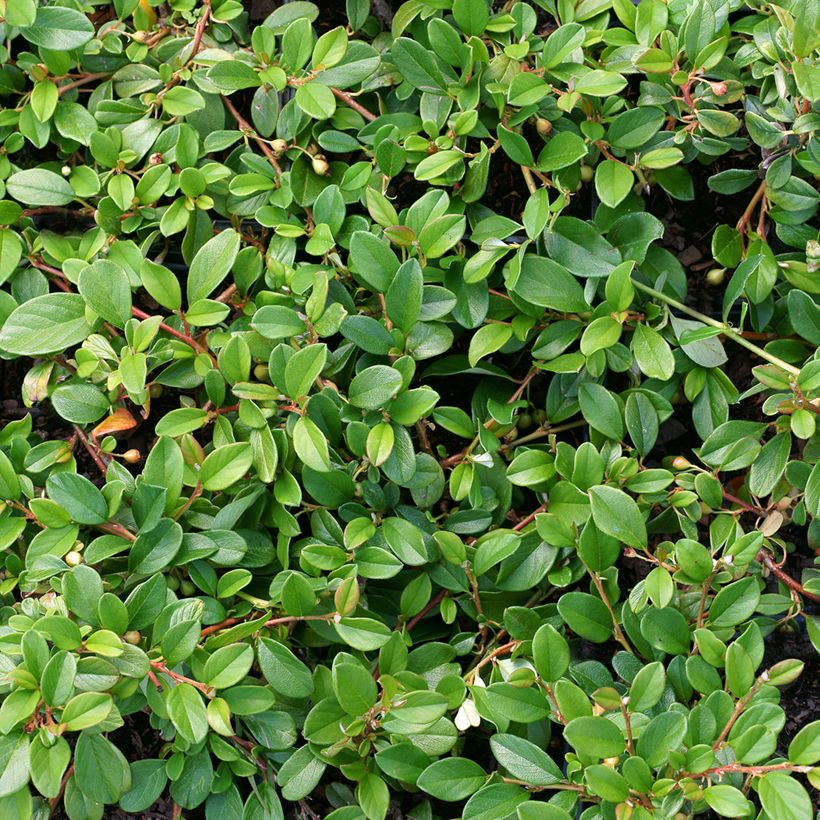 Cotoneaster dammeri - Dwergmispel (Blad)