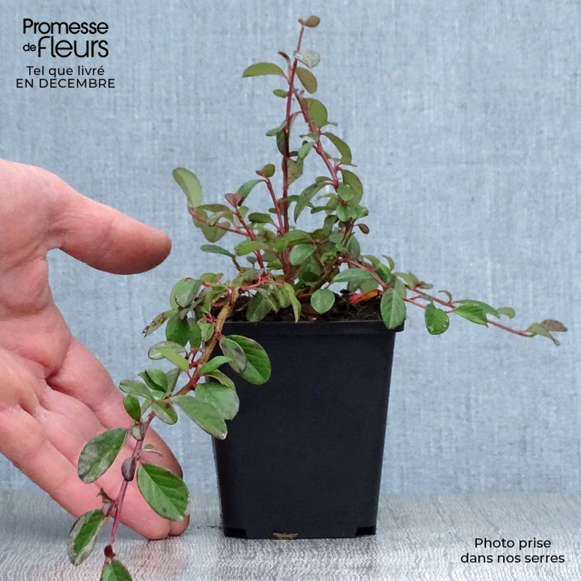 Example of Cotoneaster dammeri - Cotoneaster de Dammer Kweekpotje van 8/9 cm as you get in hiver