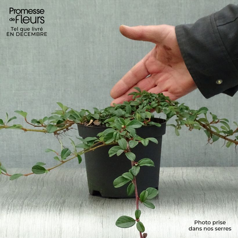 Example of Cotoneaster dammeri - Cotoneaster de Dammer Pot van 1 l/1,5 l as you get in hiver