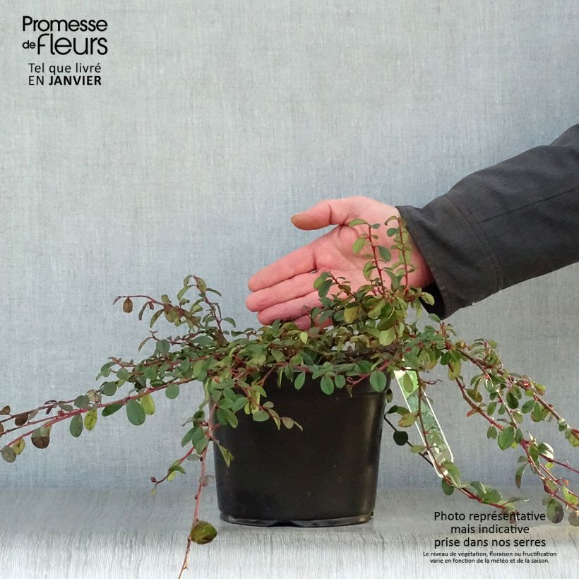 Example of Cotoneaster dammeri - Cotoneaster de Dammer Pot van 2 l/3 l as you get in hiver
