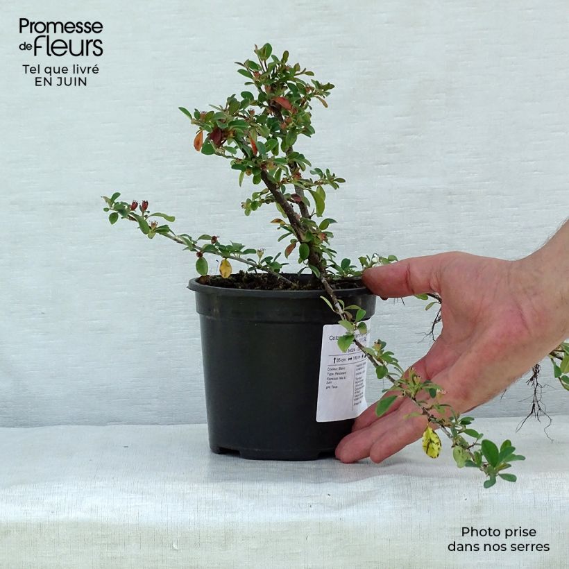 Exemplaar van Cotoneaster dammeri Eichholz - Dwergmispel Pot van 1 l/1,5 l zoals geleverd in de zomer