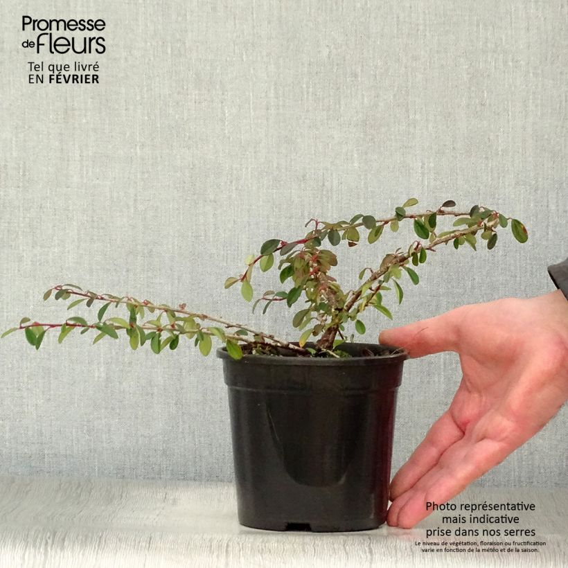 Example of Cotonéaster dammeri Eichholz Pot van 1 l/1,5 l as you get in hiver