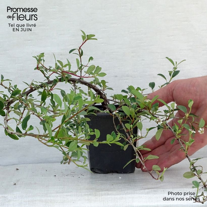 Exemplaar van Cotoneaster dammeri Eichholz - Dwergmispel Kweekpotje van 8/9 cm zoals geleverd in de zomer