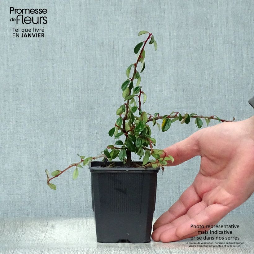 Example of Cotonéaster dammeri Eichholz Kweekpotje van 8/9 cm as you get in hiver