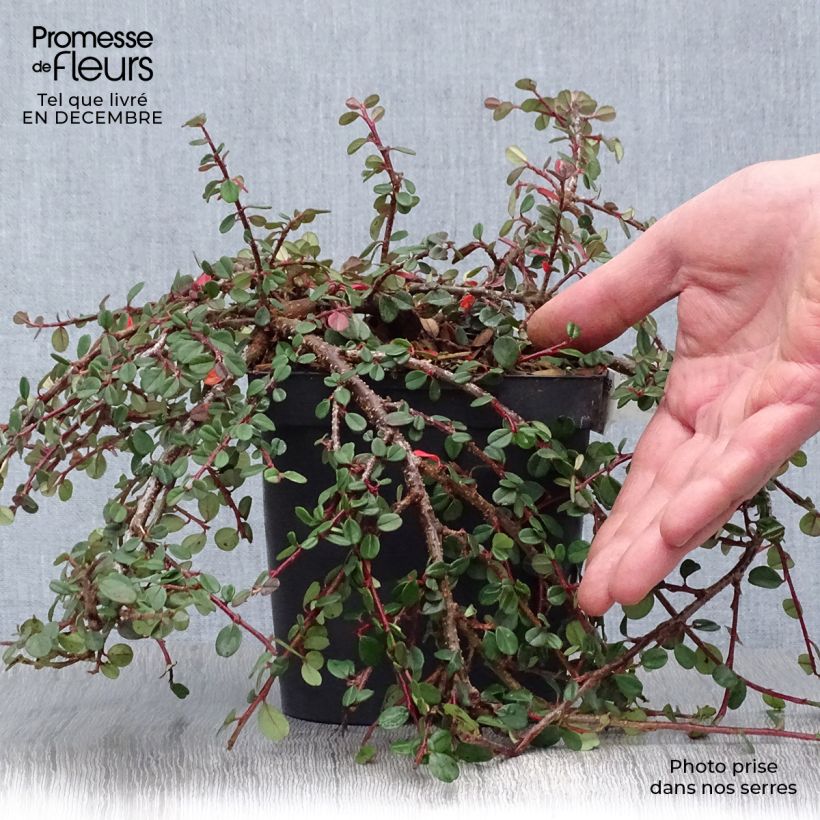 Example of Cotoneaster dammeri Evergreen - Cotoneaster de Dammer Pot van 2 l/3 l as you get in hiver