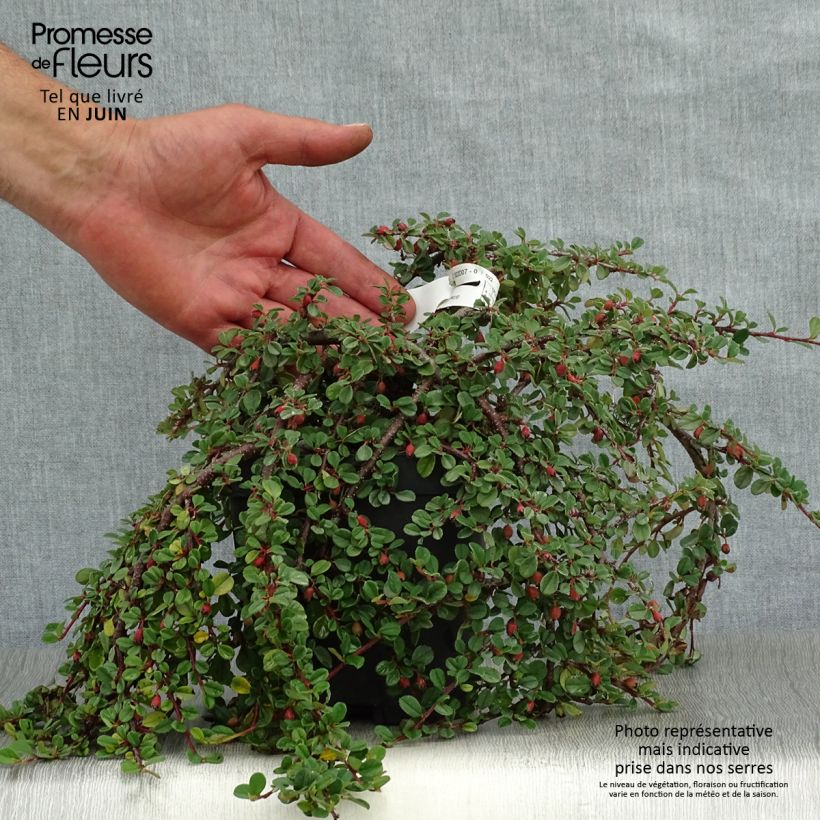 Exemplaar van Cotoneaster dammeri Evergreen - Dwergmispel Pot van 2 l/3 l zoals geleverd in de zomer