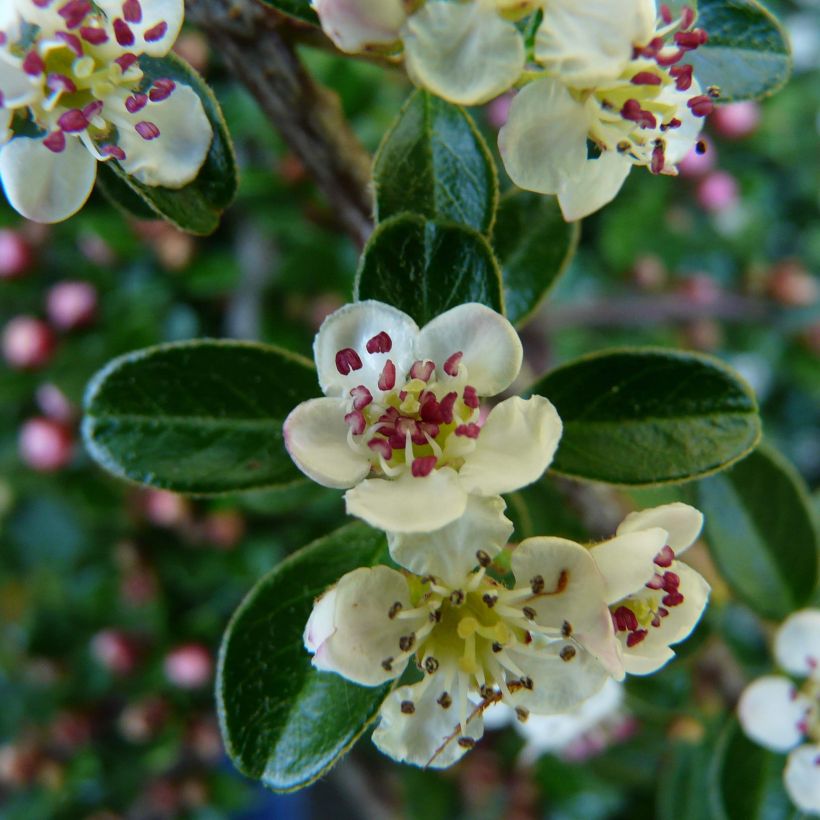 Cotoneaster dammeri Major - Dwergmispel (Flowering)