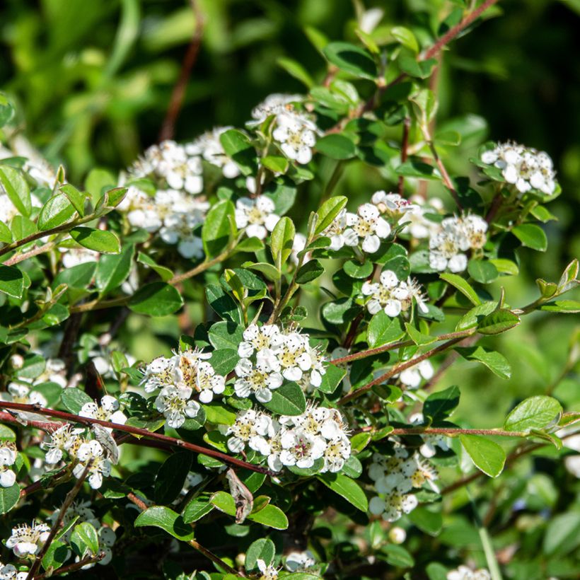 Cotoneaster dammeri Major - Dwergmispel (Bloei)