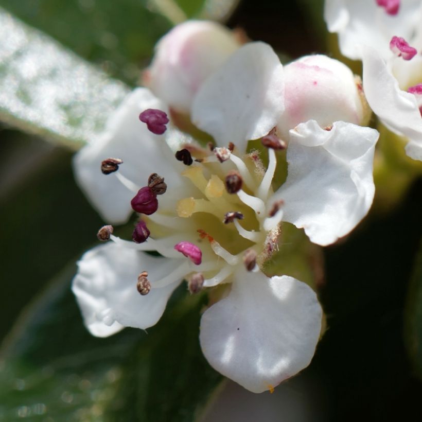 Cotoneaster dammeri Miranda - Dwergmispel (Flowering)