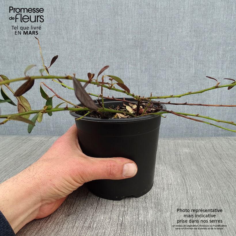 Example of Cotoneaster dammeri Miranda Pot van 1 l/1,5 l as you get in hiver