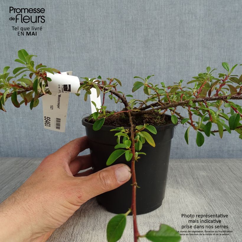 Exemplaar van Cotoneaster dammeri Mooncreeper - Dwergmispel Pot van 1 l/1,5 l zoals geleverd in de lente