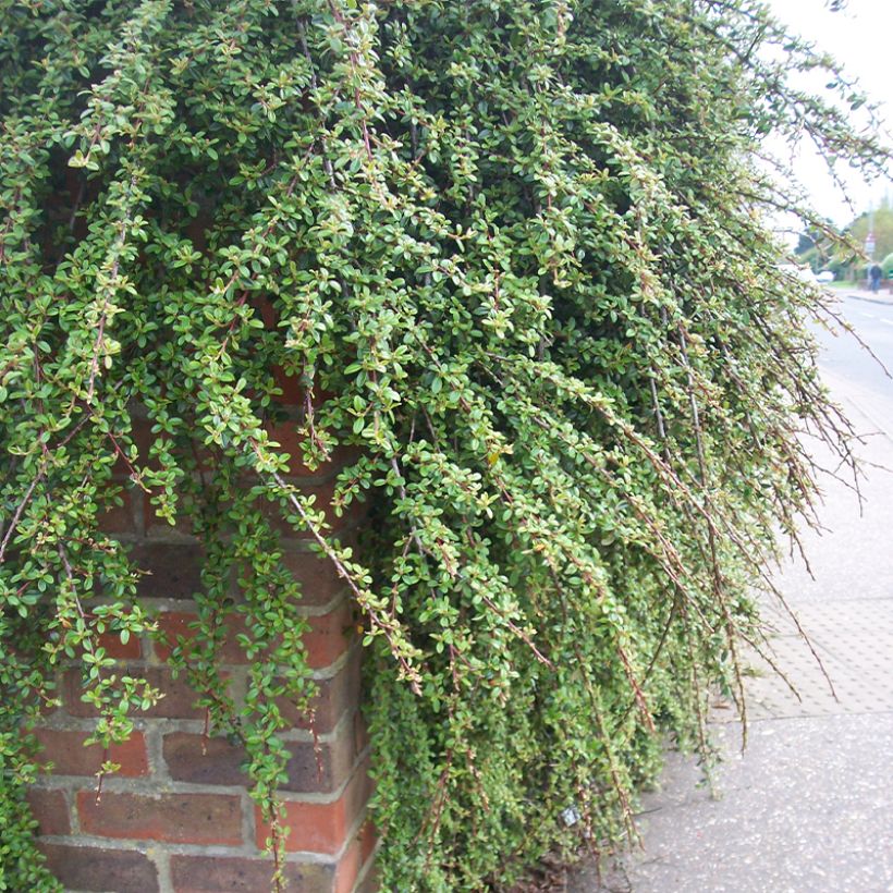 Cotoneaster dammeri Royal Carpet - Dwergmispel (Groeiplaats)