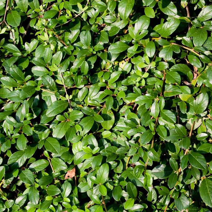 Cotoneaster dammeri Royal Carpet - Dwergmispel (Blad)