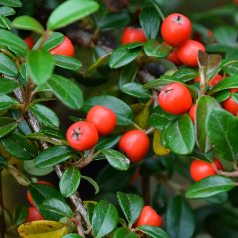 Cotoneaster dammeri Royal Carpet - Dwergmispel (Oogst)