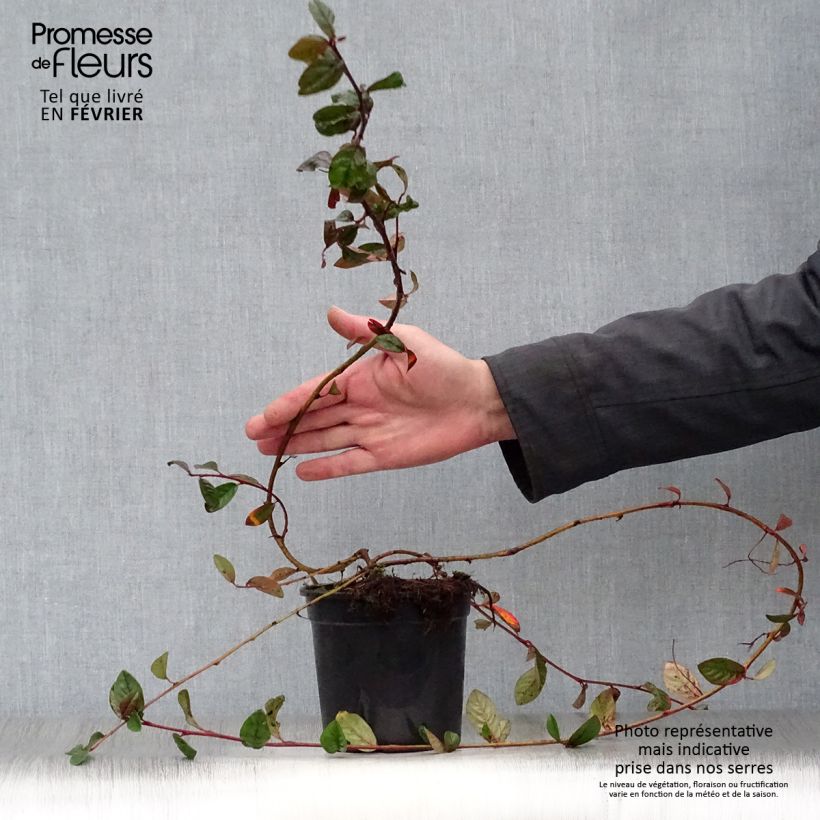 Example of Cotoneaster dammeri Schoon Pot van 1 l/1,5 l as you get in hiver