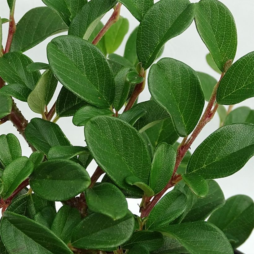Cotoneaster dammeri Schoon - Dwergmispel (Foliage)