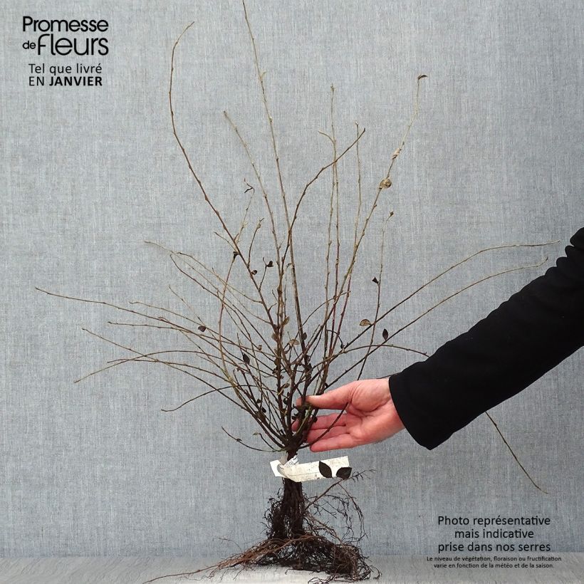 Example of Cotoneaster dielsianus (elegans) - Cotonéaster de Diels Naakte wortel as you get in hiver