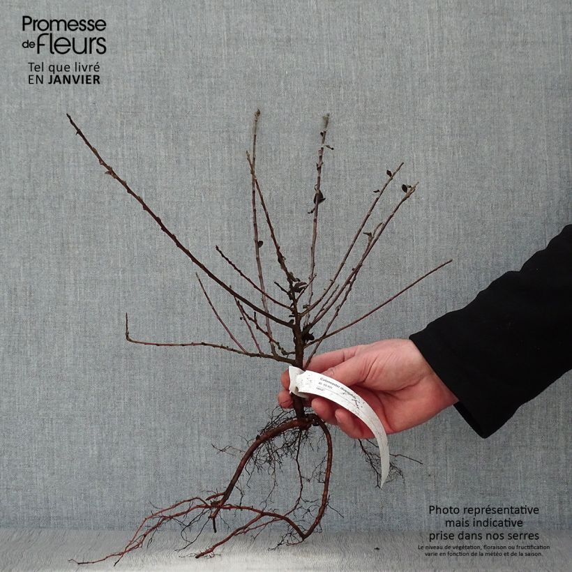 Example of Cotoneaster divaricatus - Cotonéaster divariqué Naakte wortel as you get in hiver