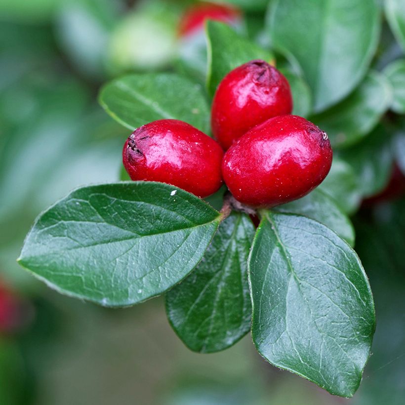 Cotoneaster divaricatus - Dwergmispel (Harvest)