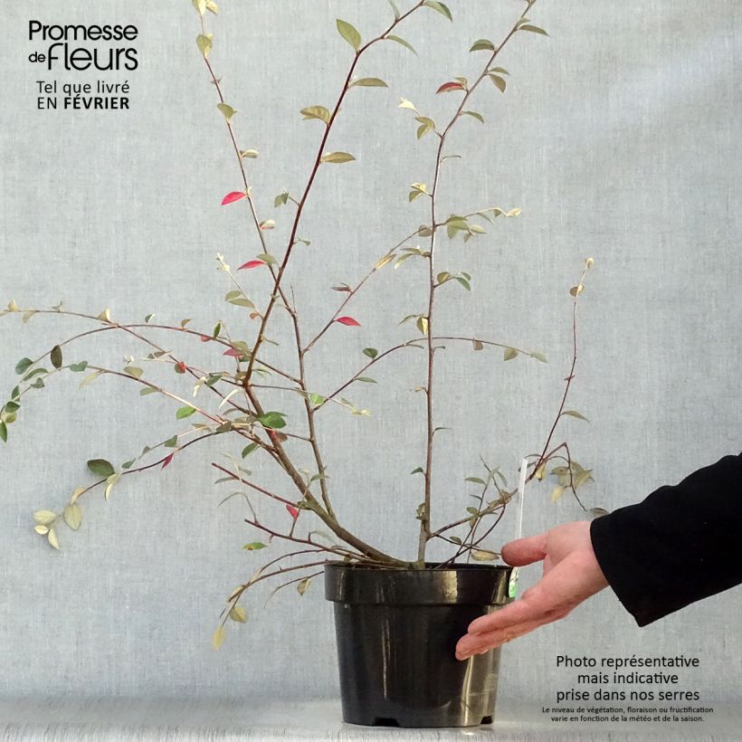 Example of Cotoneaster franchetii - Dwergmispel Pot van 2 l/3 l as you get in hiver