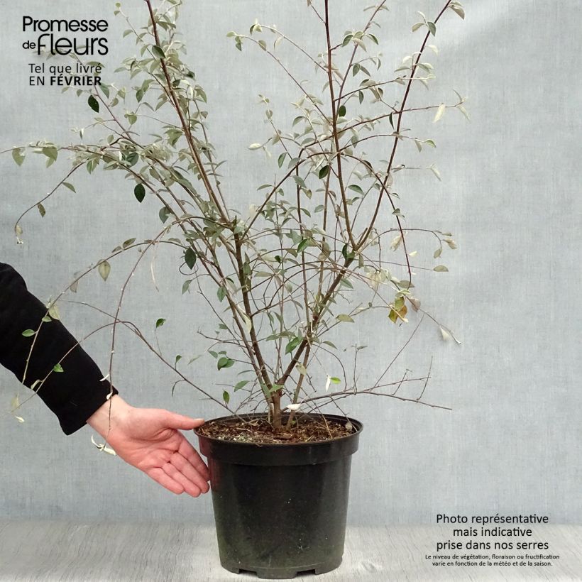 Example of Cotoneaster franchetii - Dwergmispel Pot van 7,5 l/10 l as you get in hiver