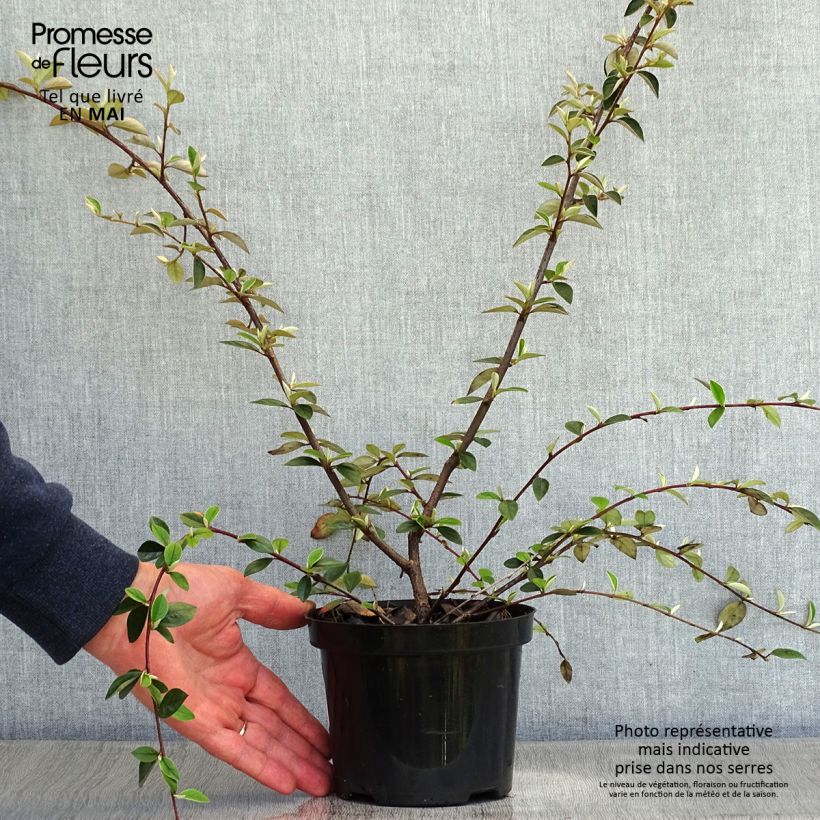 Exemplaar van Cotoneaster franchetii - Dwergmispel Pot van 7,5 l/10 l zoals geleverd in de lente