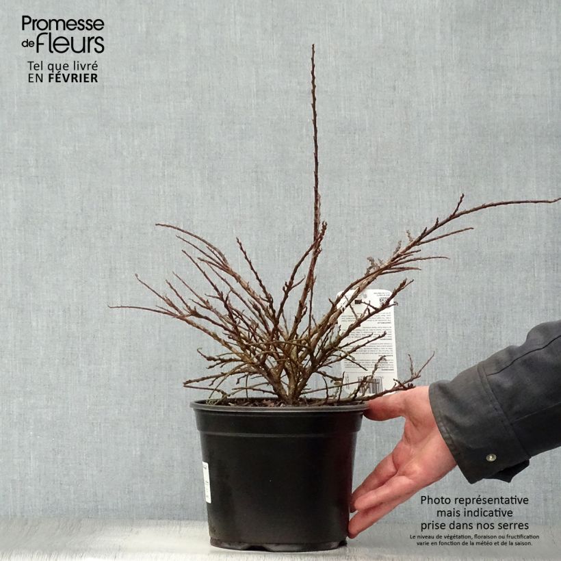 Example of Cotoneaster horizontalis - Cotonéaster rampant Pot van 2 l/3 l as you get in hiver