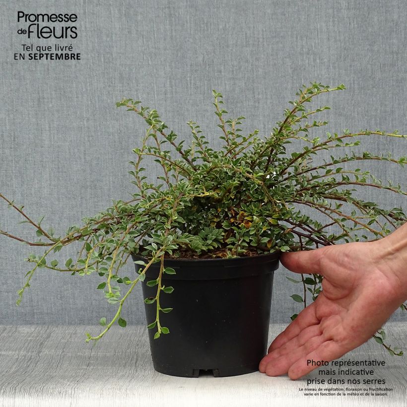 Exemplaar van Cotoneaster horizontalis Variegatus - Vlakke dwergmispel Pot van 2 l/3 l zoals geleverd in de herfst