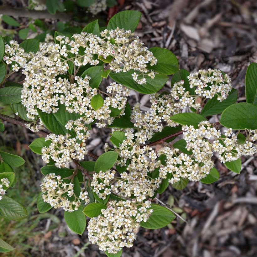 Cotoneaster lacteus - Dwergmispel (Flowering)
