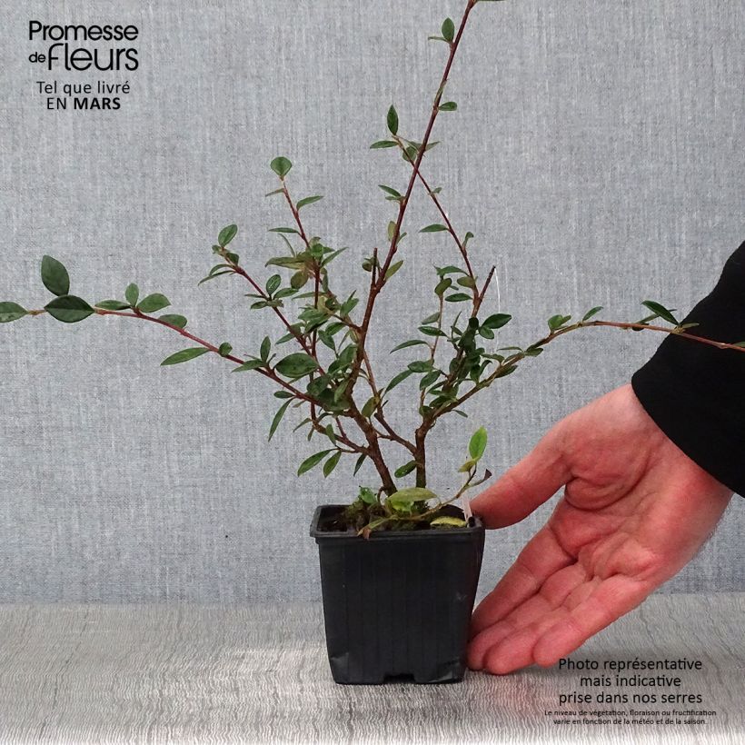 Example of Cotoneaster lacteus - Dwergmispel Kweekpotje van 8/9 cm as you get in hiver