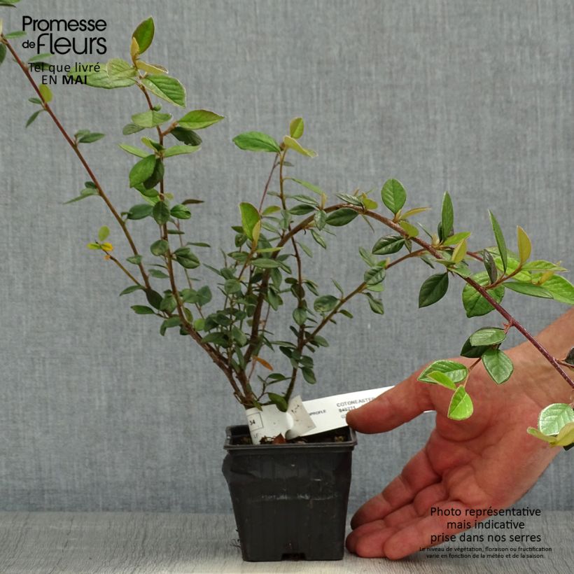 Exemplaar van Cotoneaster lacteus - Dwergmispel Kweekpotje van 8/9 cm zoals geleverd in de lente